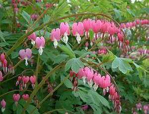 Pflanzentipp im März "Dicentra spectabilis"
