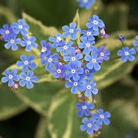 Pflanzentipp im April 'Brunnera macrophylla' `Jack Frost`