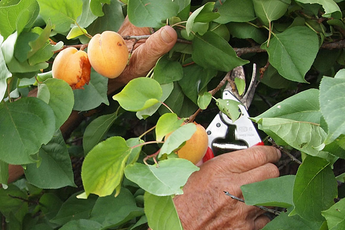 Monilia an Obstbäumen