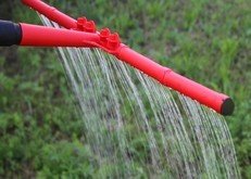 giessen Sie jetzt gegen den Dickmaulrüssler