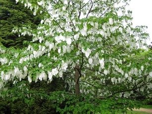 Pflanzentipp im Mai "Davidia involucrata"