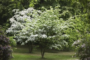 Pflanzentipp im Mai "Cornus florida"