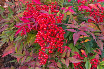 Pflanzentipp im Juni "Nandina domestica"