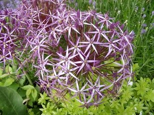 Pflanzentipp im Juni "Allium christophii"