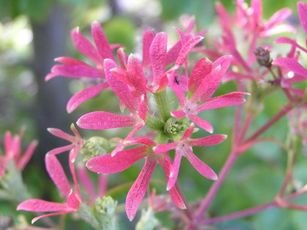 Pflanzentipp im Juli "Heptacodium miconioides"