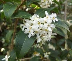 Pflanzentipp im Oktober «Osmanthus burkwoodi»