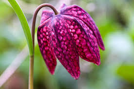 Pflanzentipp im November «Fritillaria meleagris»