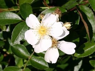 Pflanzentipp im August Rosa Filipes "Kiftsgate"
