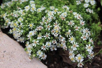 Pflanzentipp im September "Aster ericoides "Snowflurry"