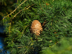Pflanzentipp im Dezember «Cedrus deodara feelin blue»