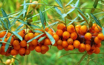 Pflanzentipp im September "Hippophae rhamnoides Leikora"