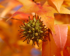 Pflanzentipp im November «Liquidambar styraciflua»
