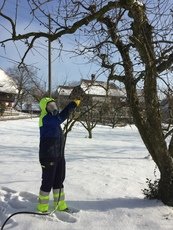 Winterspritzung an Obstbäumen